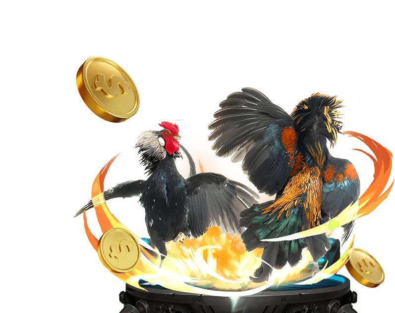 Tổng quan sân đấu đá gà